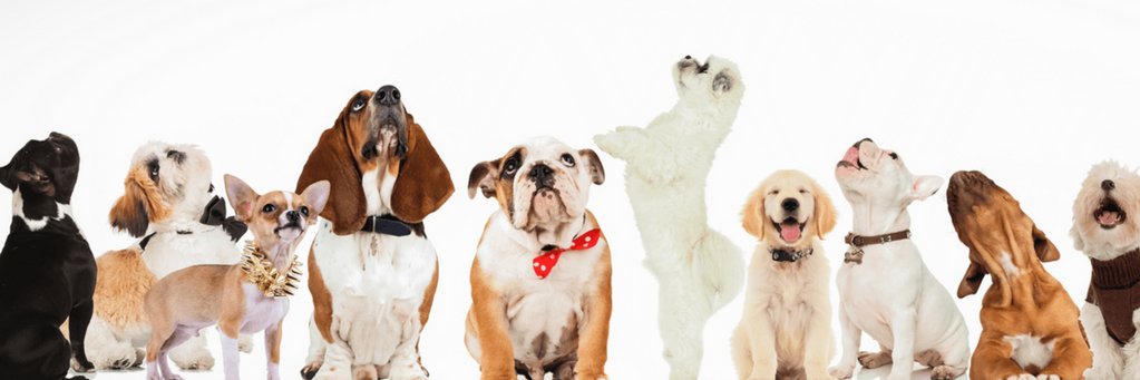 TrainThatPooch's profile banner image