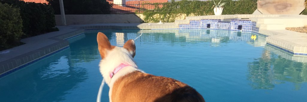 CorgiMabel's profile banner image