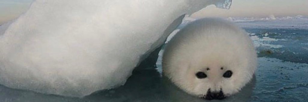 bellapearsoon's profile banner image