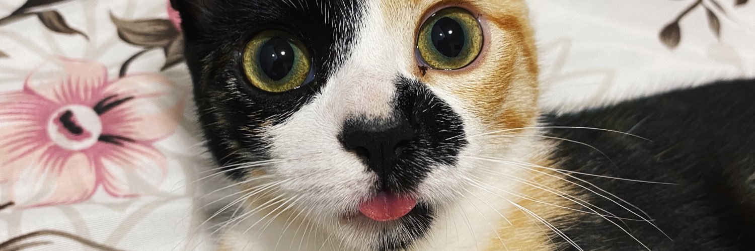 tainaabrustolin's profile banner image