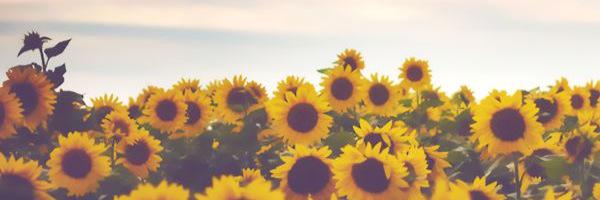 LisaPedretti's profile banner image