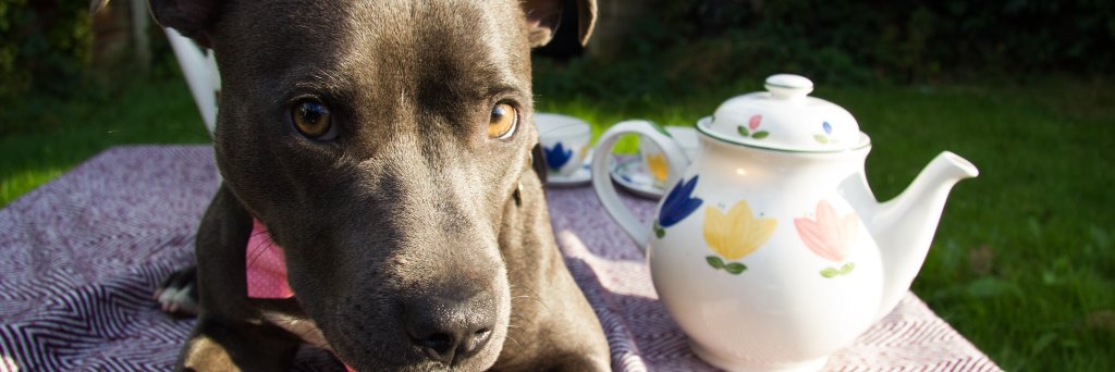 theboxerorg's profile banner image