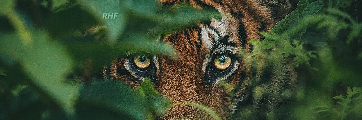 Raayyaannn's profile banner image