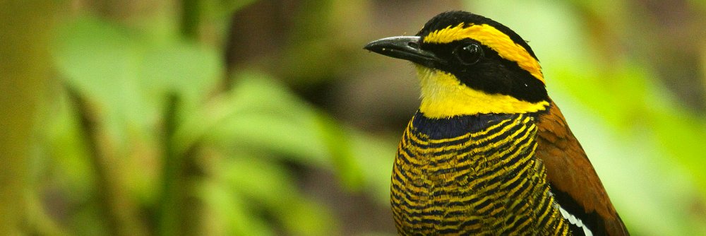 birdpacker's profile banner image