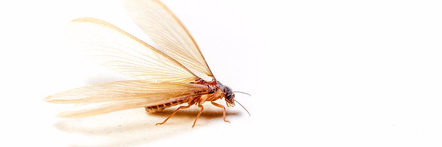 pestcontroltenn's profile banner image