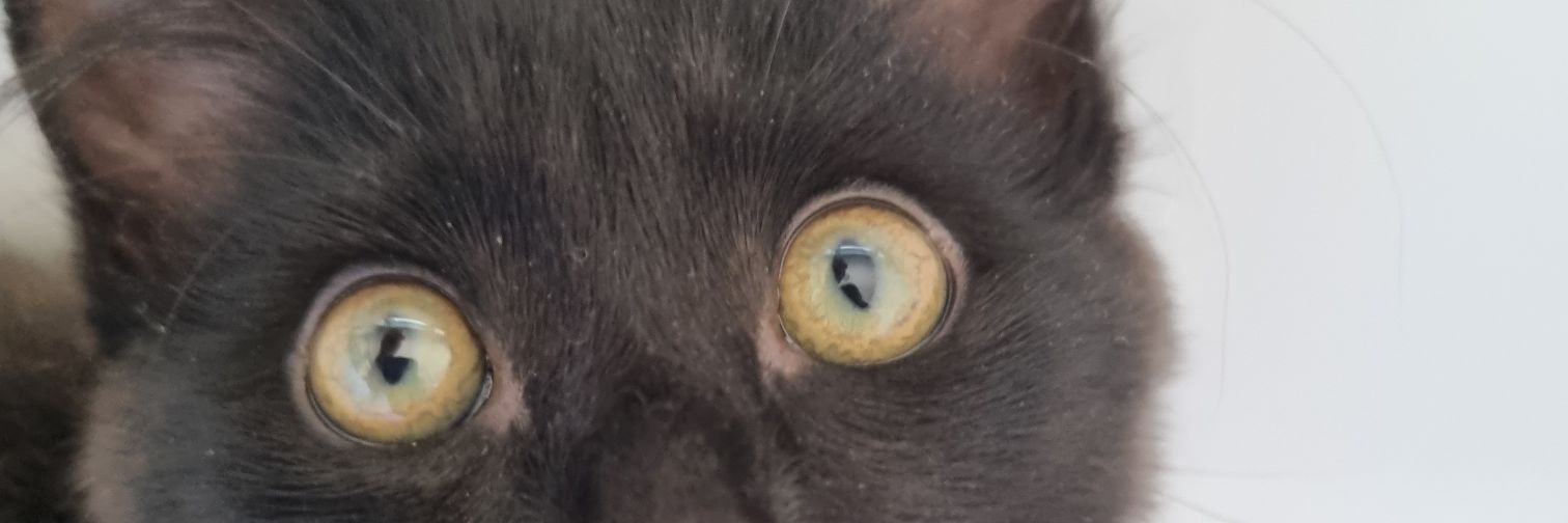 chewingbamboo's profile banner image