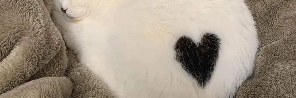 lyn_nyn's profile banner image