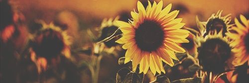 NancyKirby's profile banner image