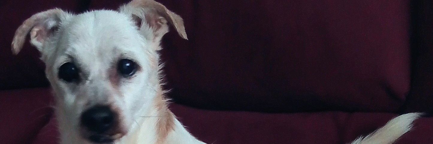 Chamamor's profile banner image