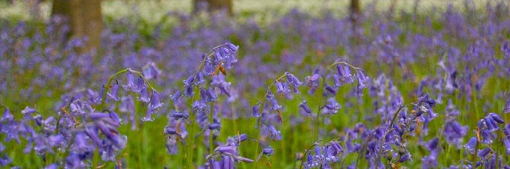 sarah bradley banner