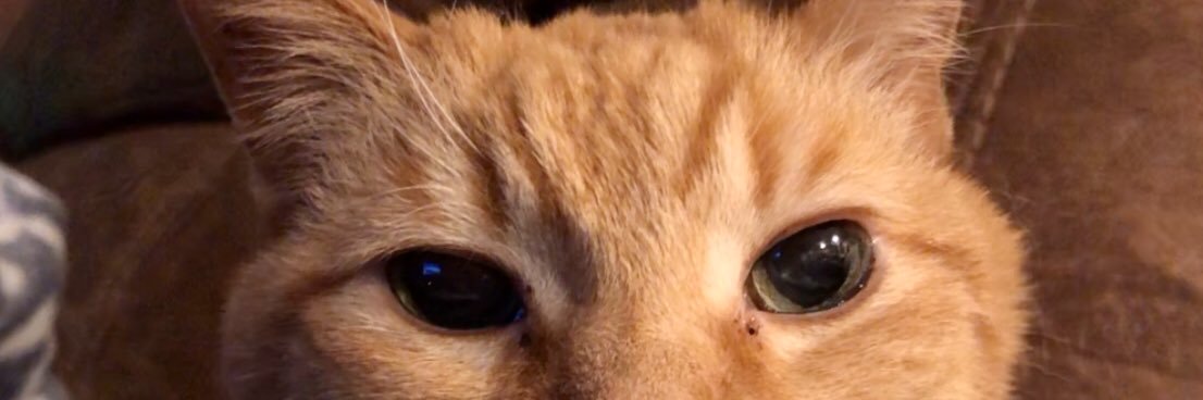 katievanmeter's profile banner image