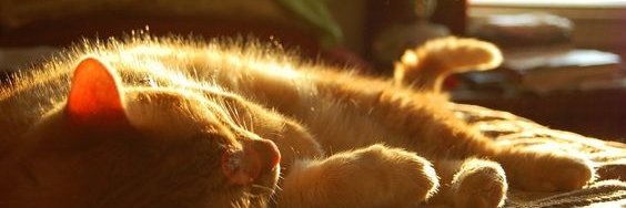 UrHopBe's profile banner image