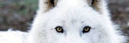 lelloboo's profile banner image