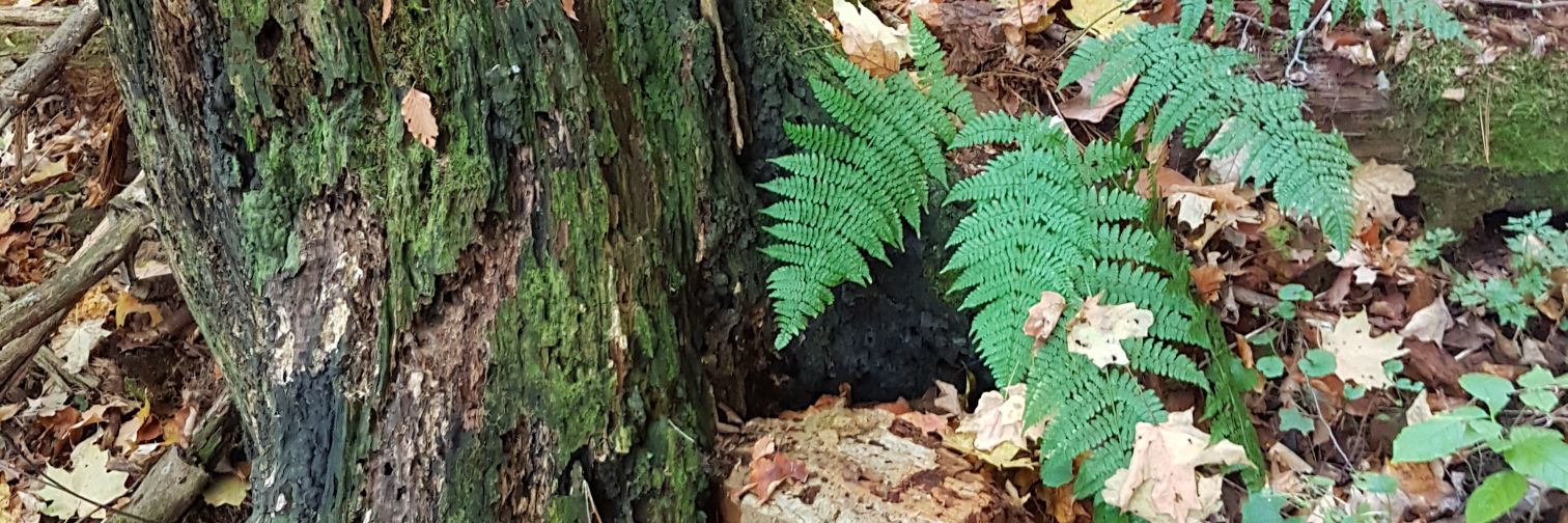 Cindy Doze 🇨🇦❤️🇺🇦 banner