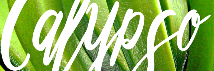 calypsocurators's profile banner image