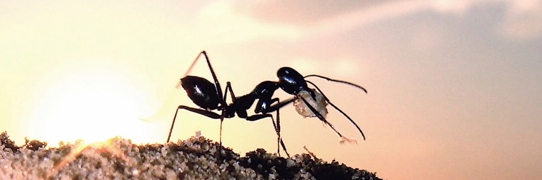 AntDesert's profile banner image