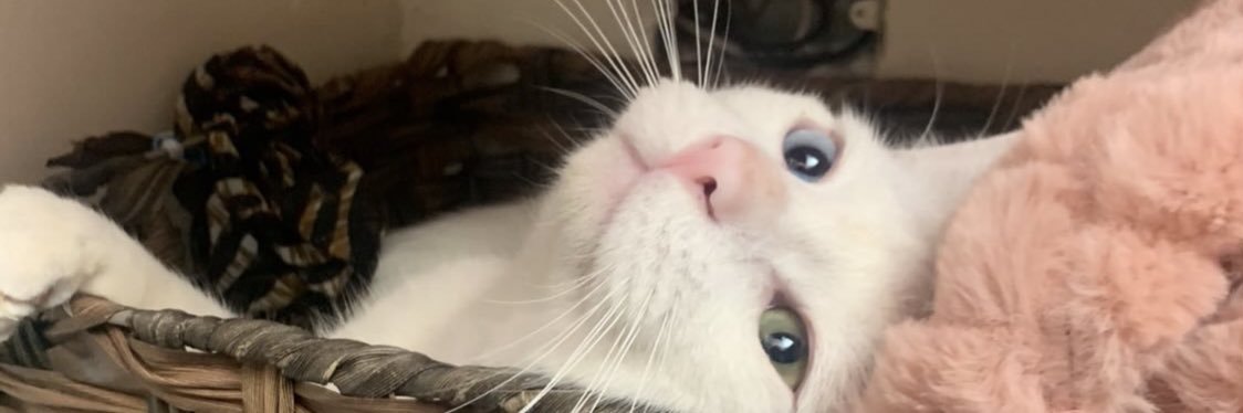melissaochoar's profile banner image