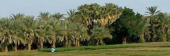ae_alshreef's profile banner image