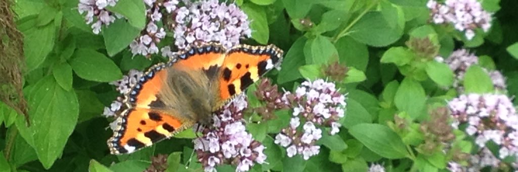 Marion Jammet banner