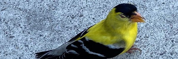 hollerado Profile Banner