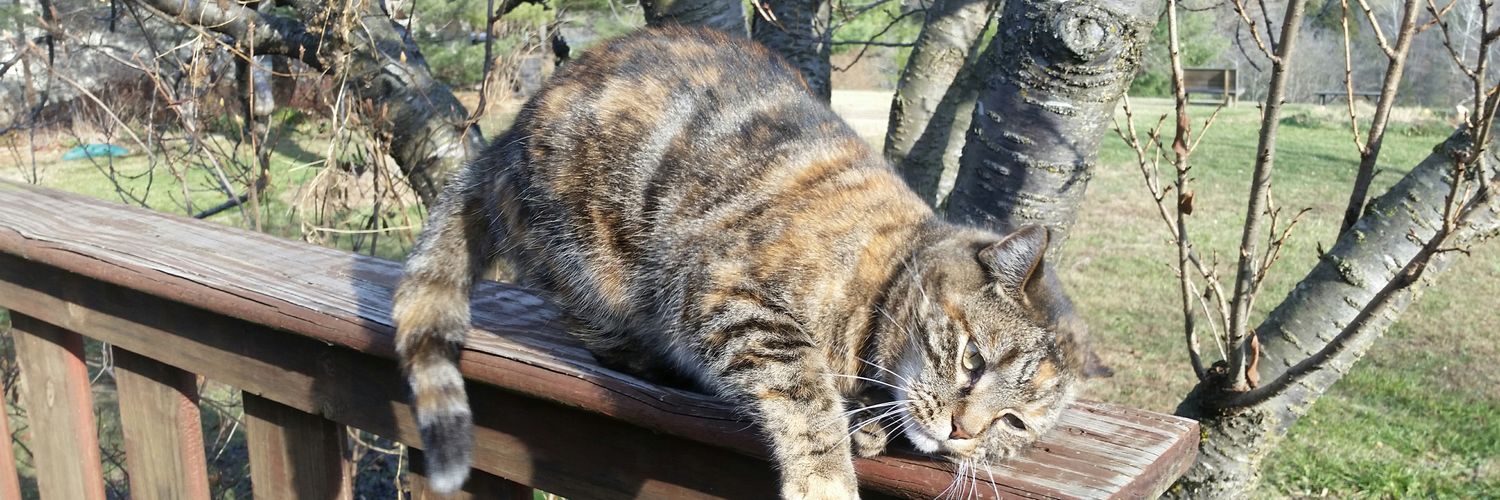 Songbreeze Swifteye 🌺🍇🐬 banner