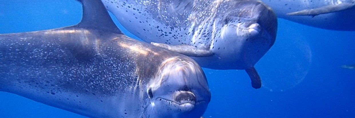 Winny 🇳🇱 banner