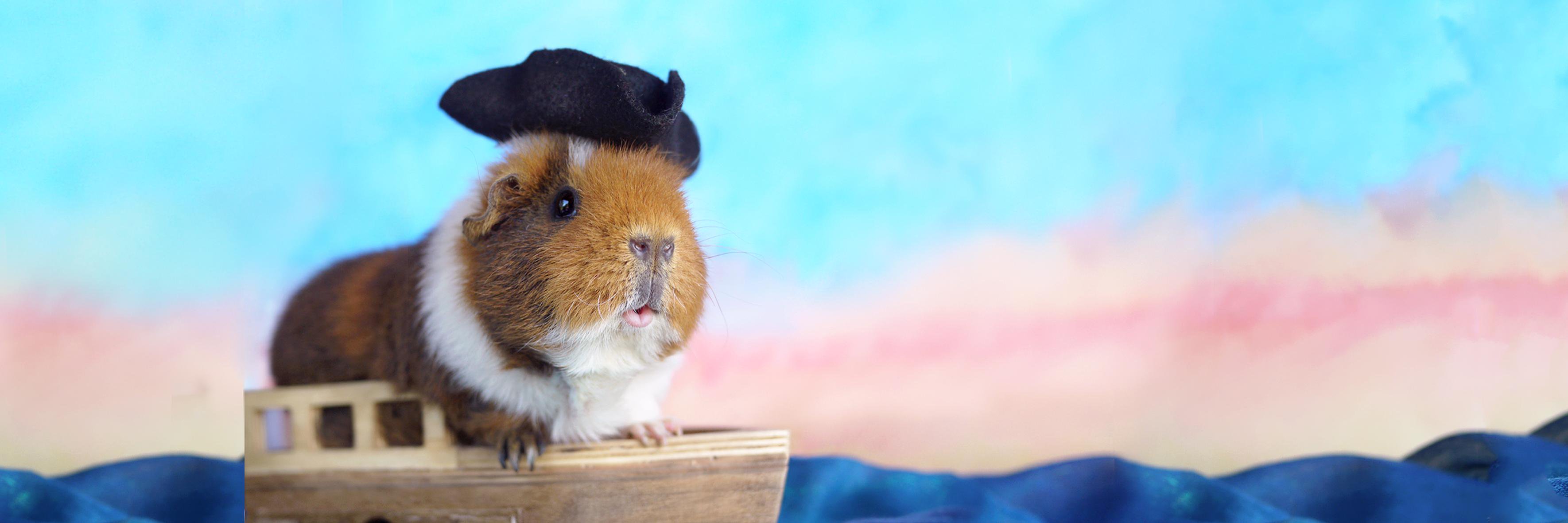 Fuzzberta's profile banner image