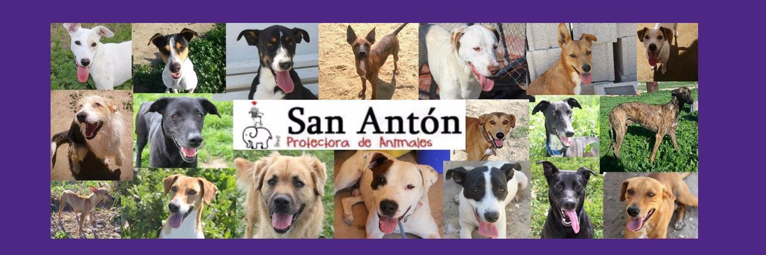 Protectora San Antón banner