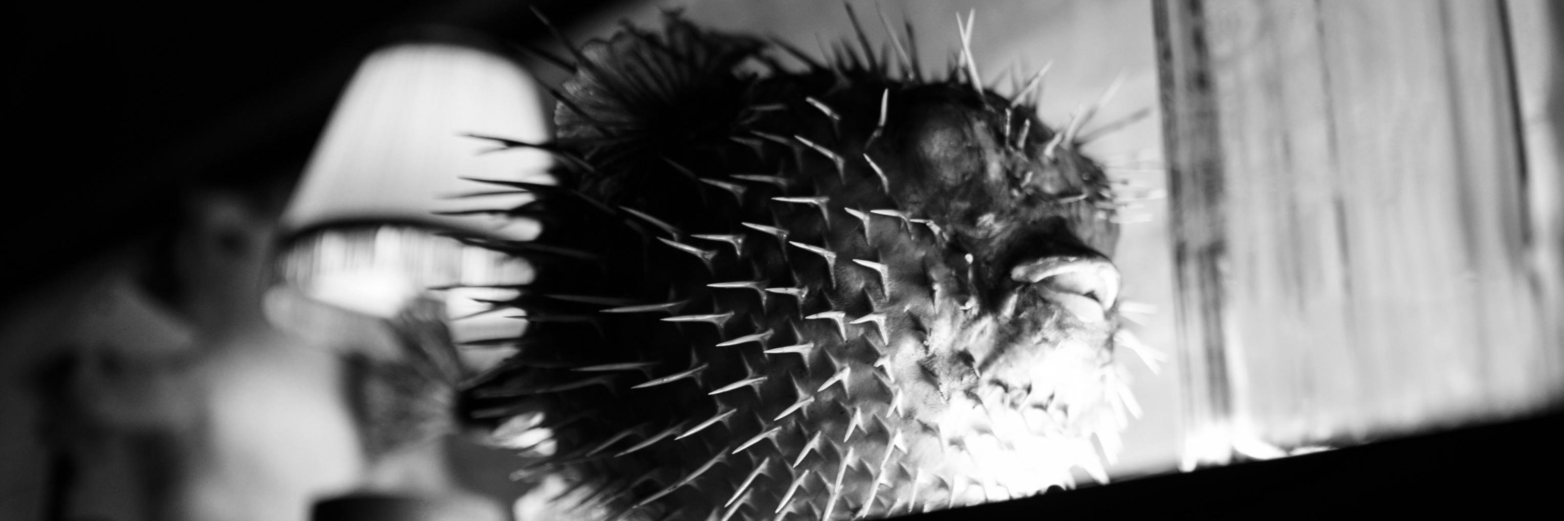 BlindTigerCDF's profile banner image