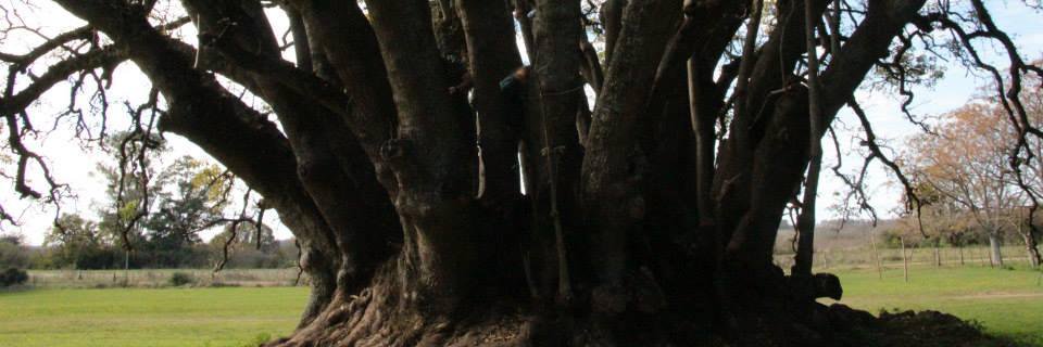 Sofie Van Waeyenberghe banner