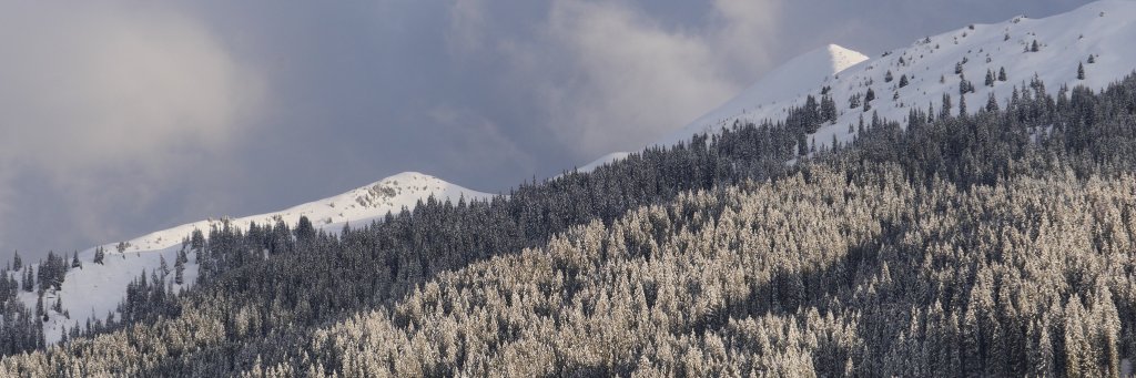 Harry Stitzel banner