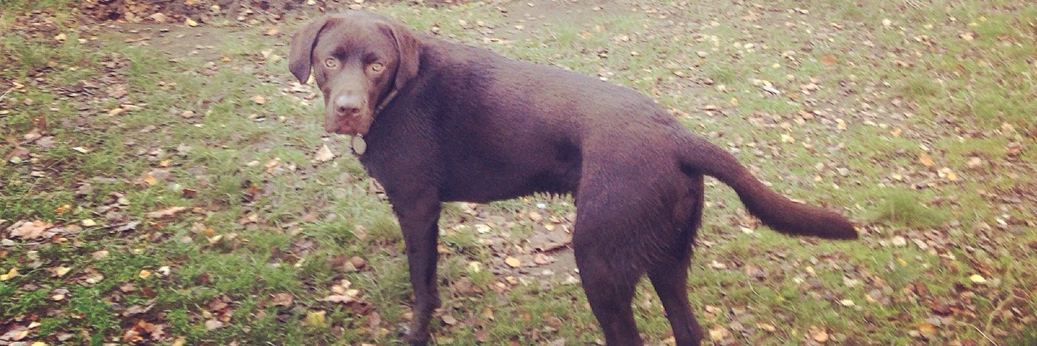 Chewley's profile banner image