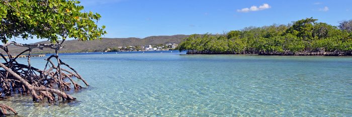 Prof. Roy Hinkley banner