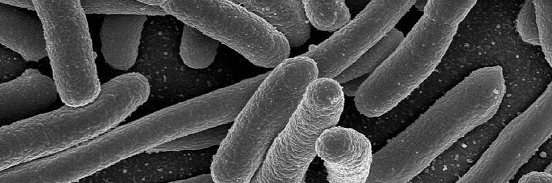 AntiMicroBio 🧫🔬🏳️‍🌈 banner