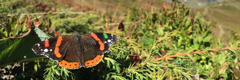 Insect Migration banner