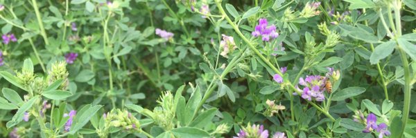 EricMasset Profile Banner