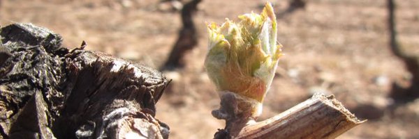 GuillemLuri Profile Banner