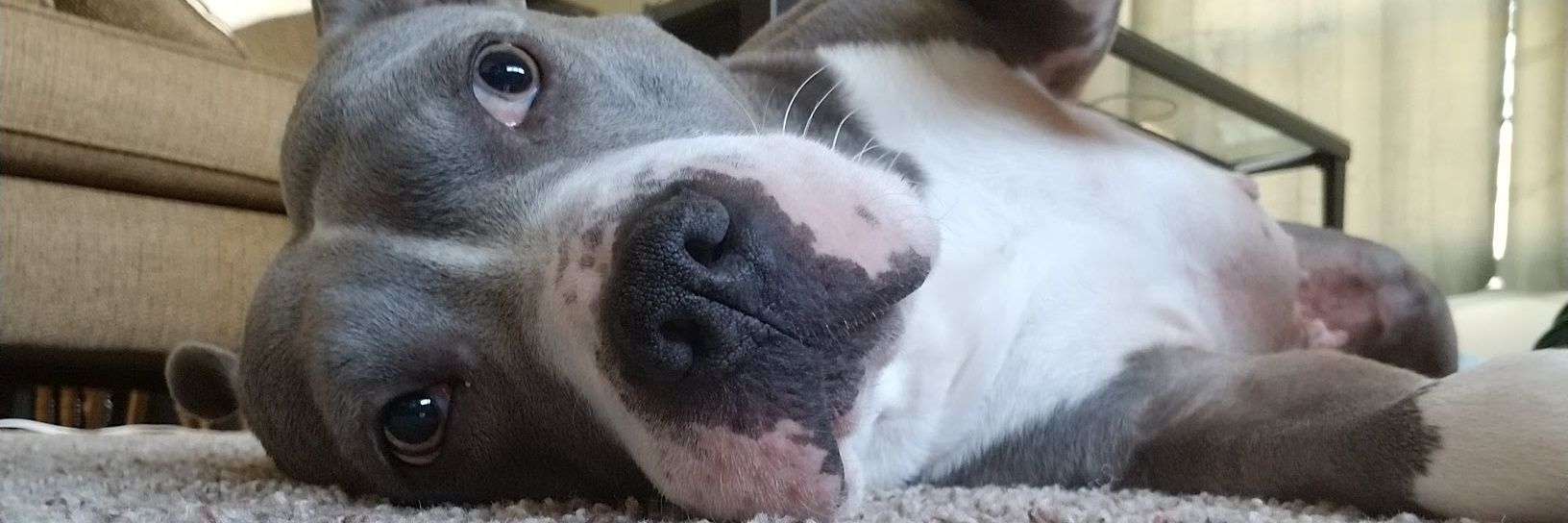 meredithlanzen's profile banner image