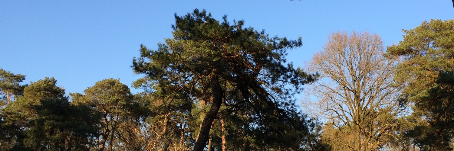ReneDanen's profile banner image