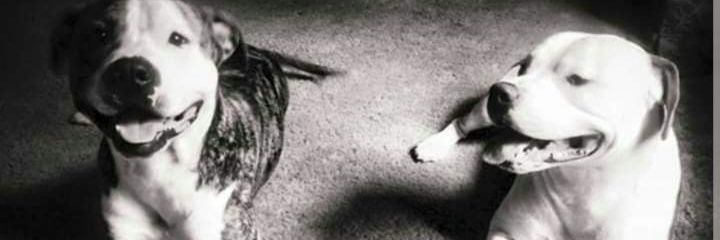 🌈 Name goes here banner