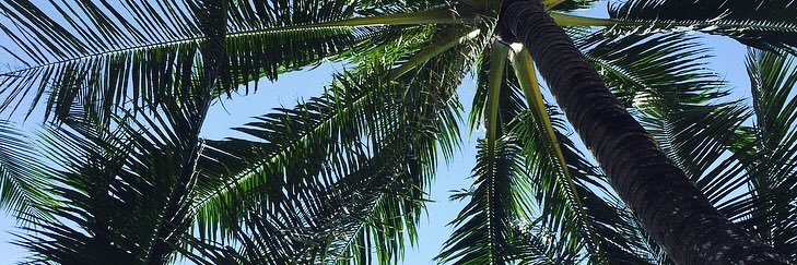 Rose Taylor banner