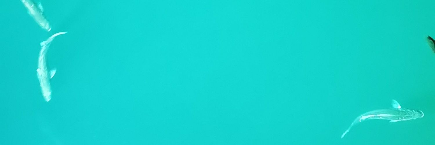 LegitixYT's profile banner image
