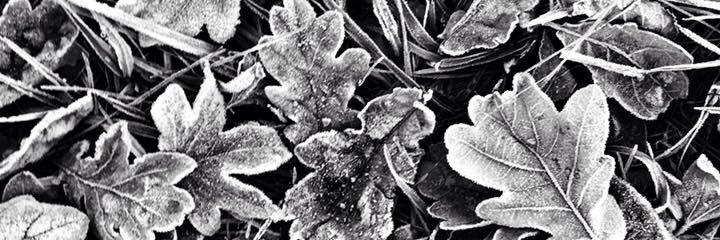 Frances Goodfellow banner