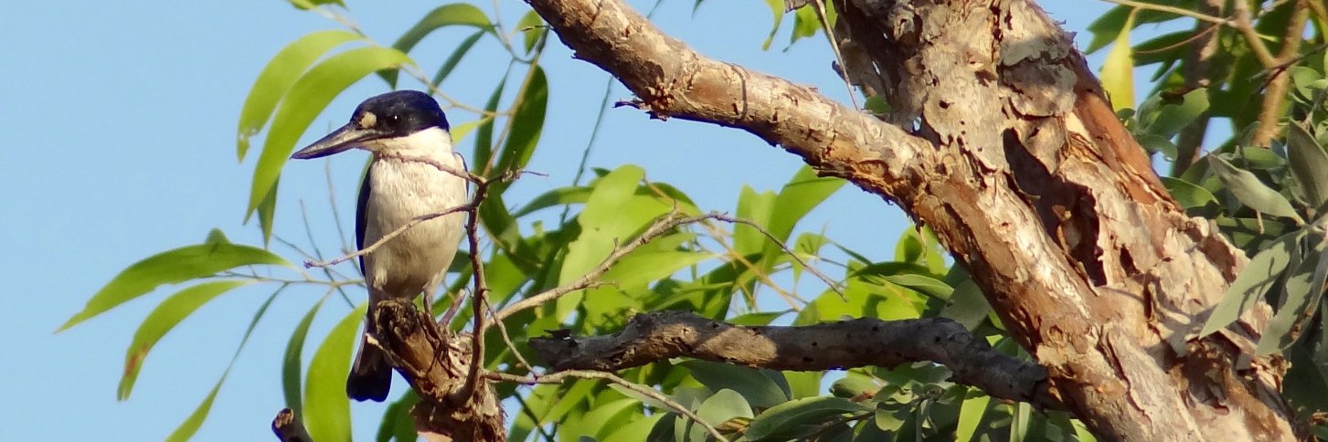 Vannessa Hearman banner