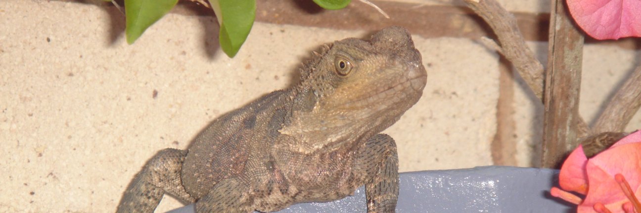 Copycat Creative banner