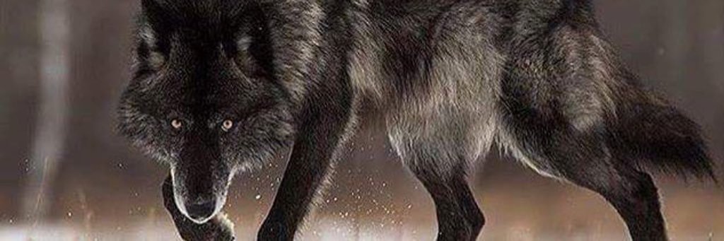 mfraji's profile banner image