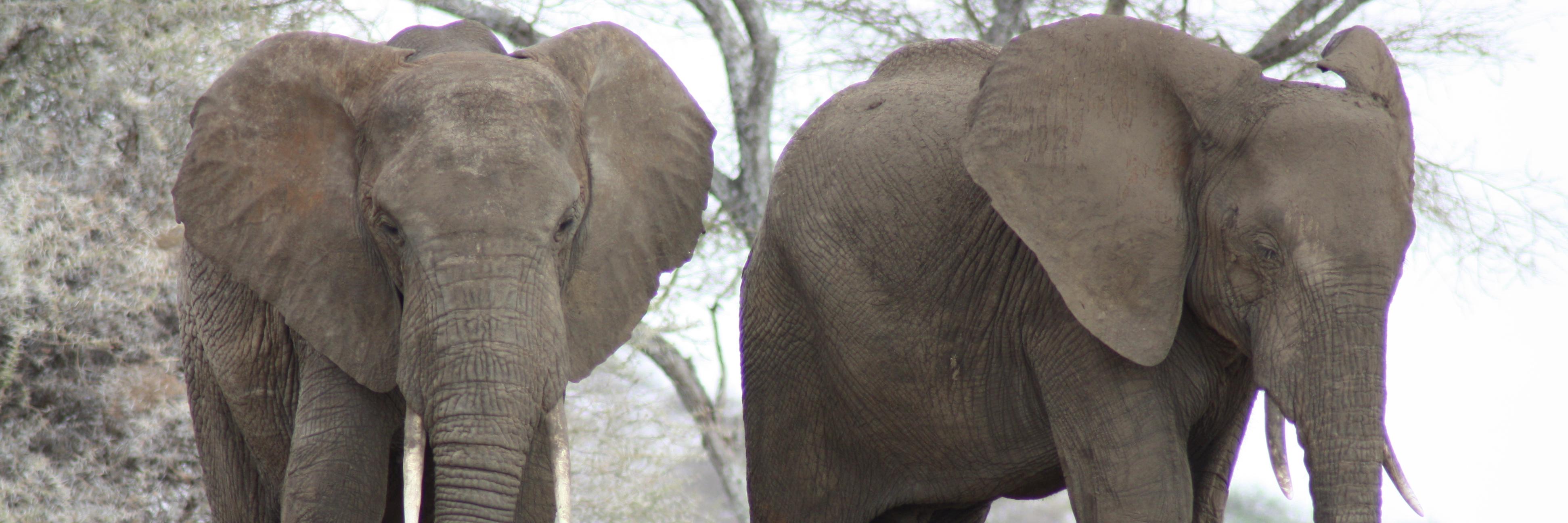 Gedi44's profile banner image