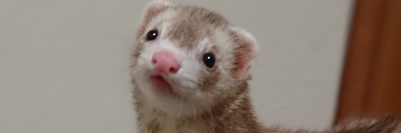 KOALALALALA07's profile banner image