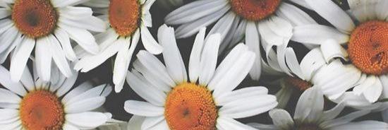 martimacetta's profile banner image