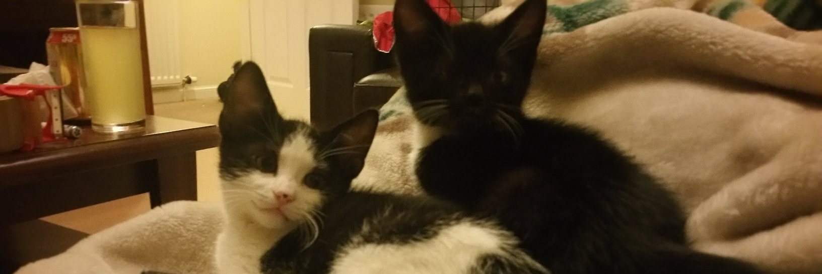 Darren Tarbard banner